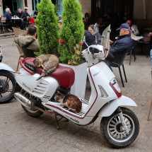 Cats on a scooter